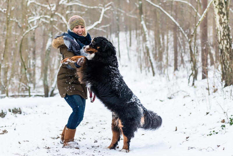 Foto einer Frau welche mit ihrem Hund im Schnee spielt